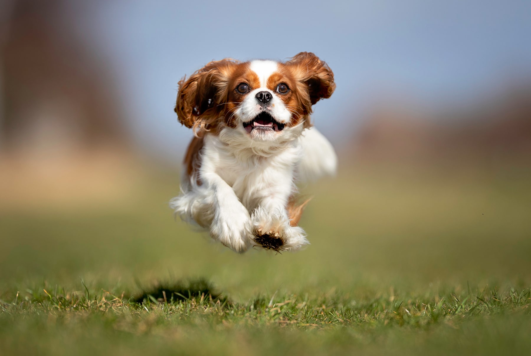 veterinary blogs from East Market Veterinary Center in Blairsville PA