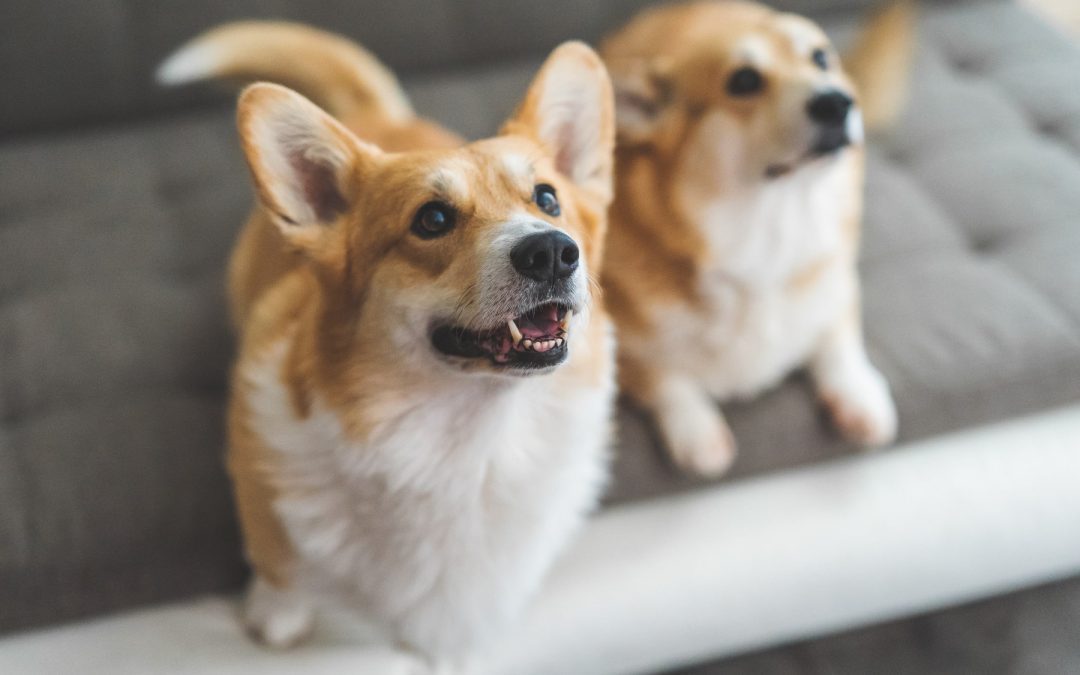 Why Preventive Pet Care Matters for Long-Term Health