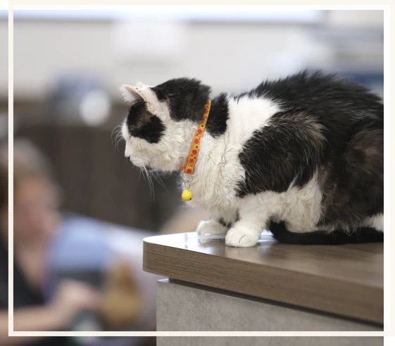 Vet center for dogs in Blairsville, PA