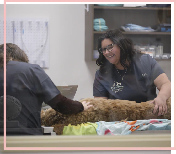 Dog at the vet clinic in Blairsville, PA