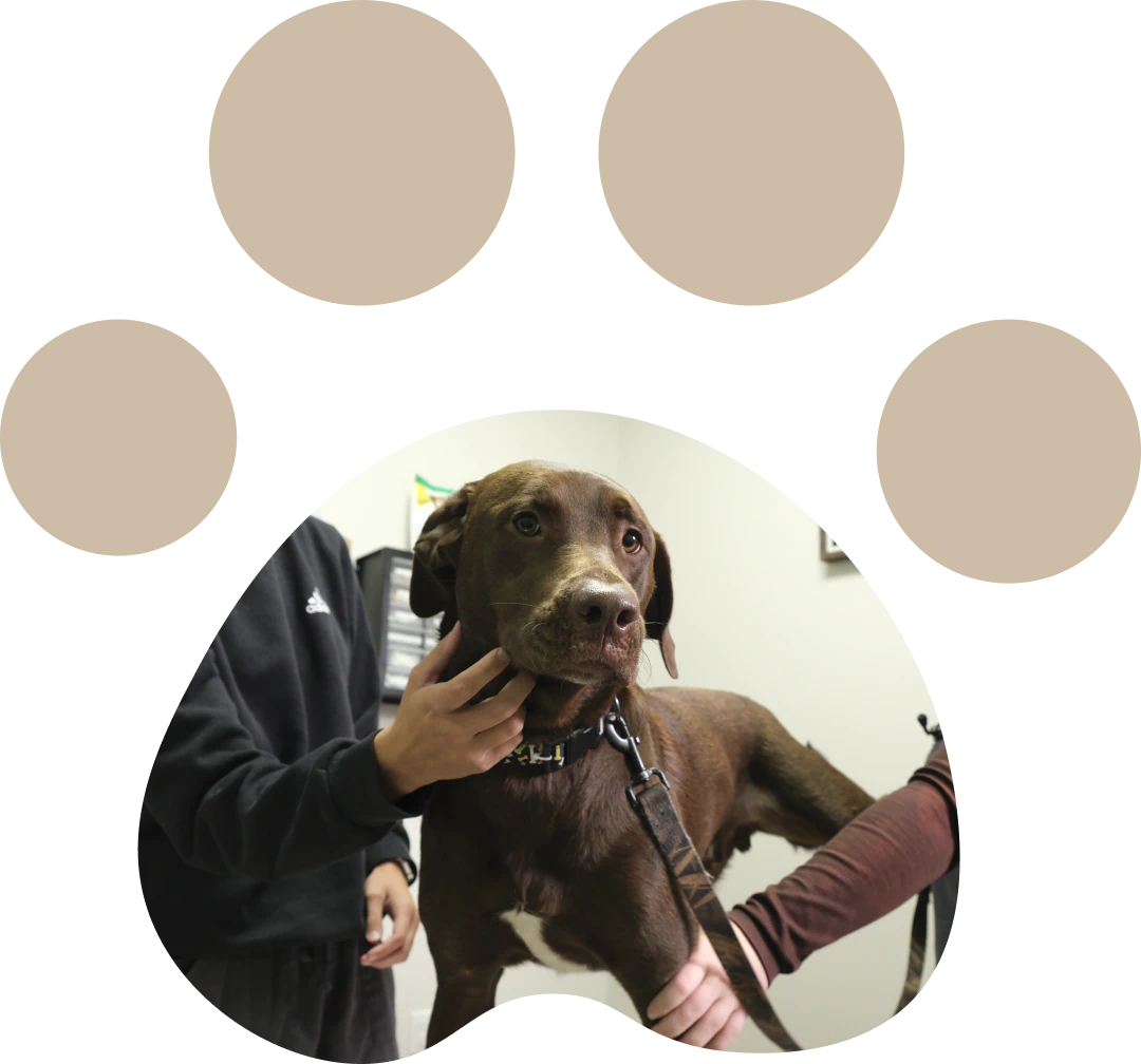 Dog vet in Blairsville, PA