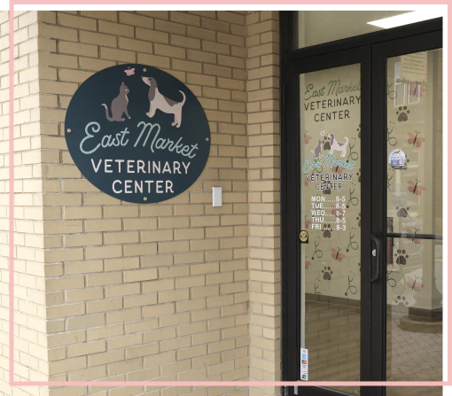 Cat at the vet in Blairsville, PA