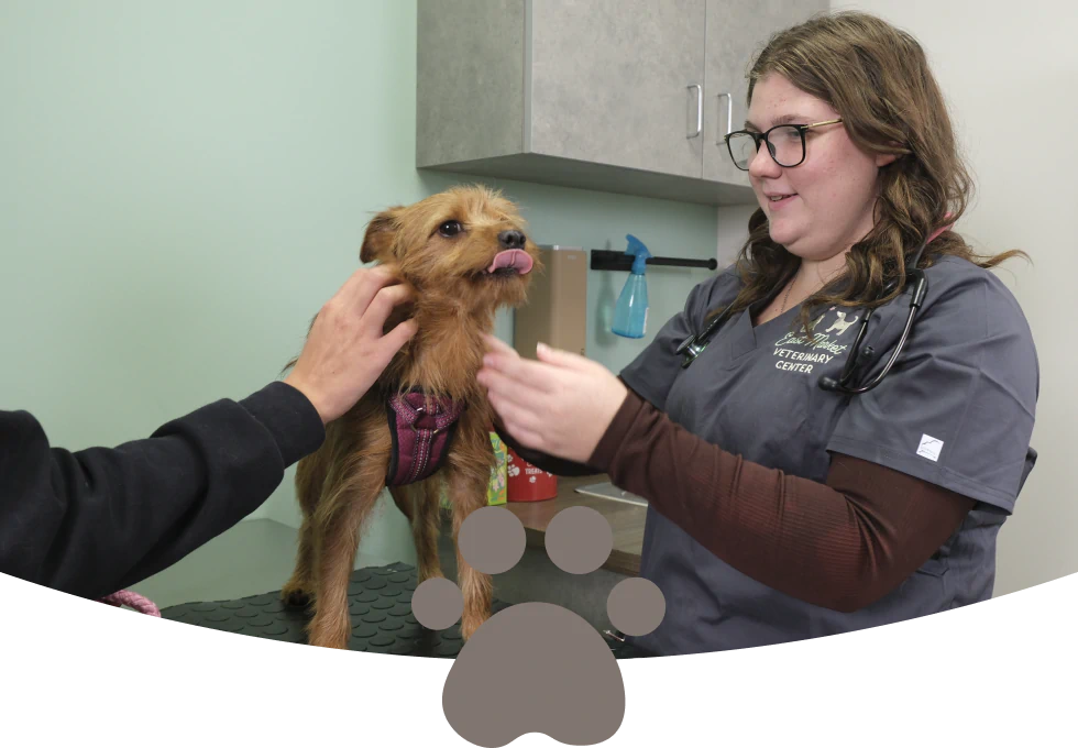 Dog at an expert vet in Blairsville, PA
