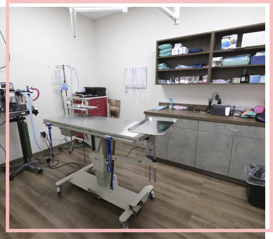 Vet services for dogs in Blairsville, PA