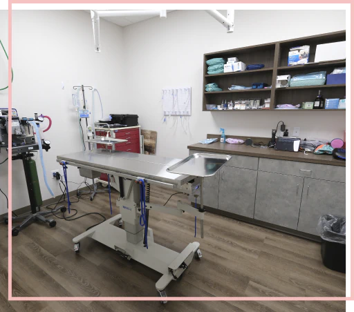 Vet services for dogs in Blairsville, PA