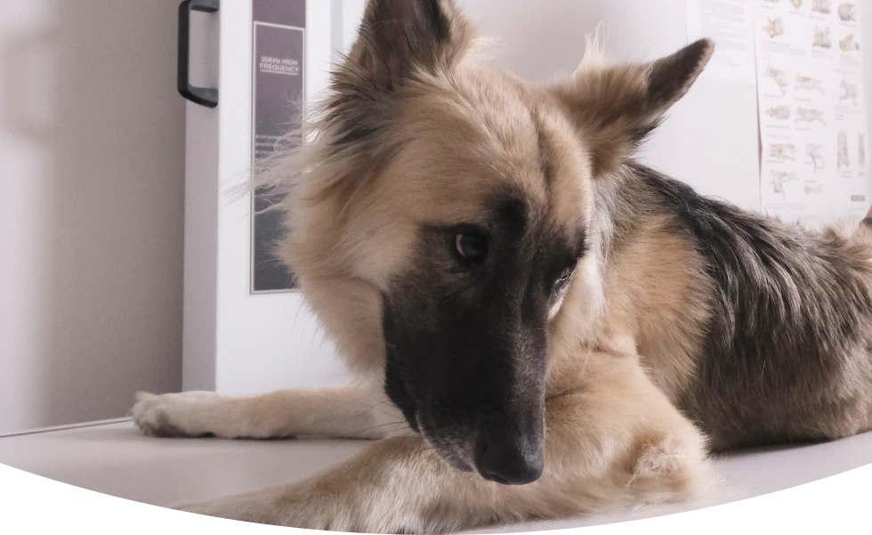 Vet services for cats in Blairsville, PA