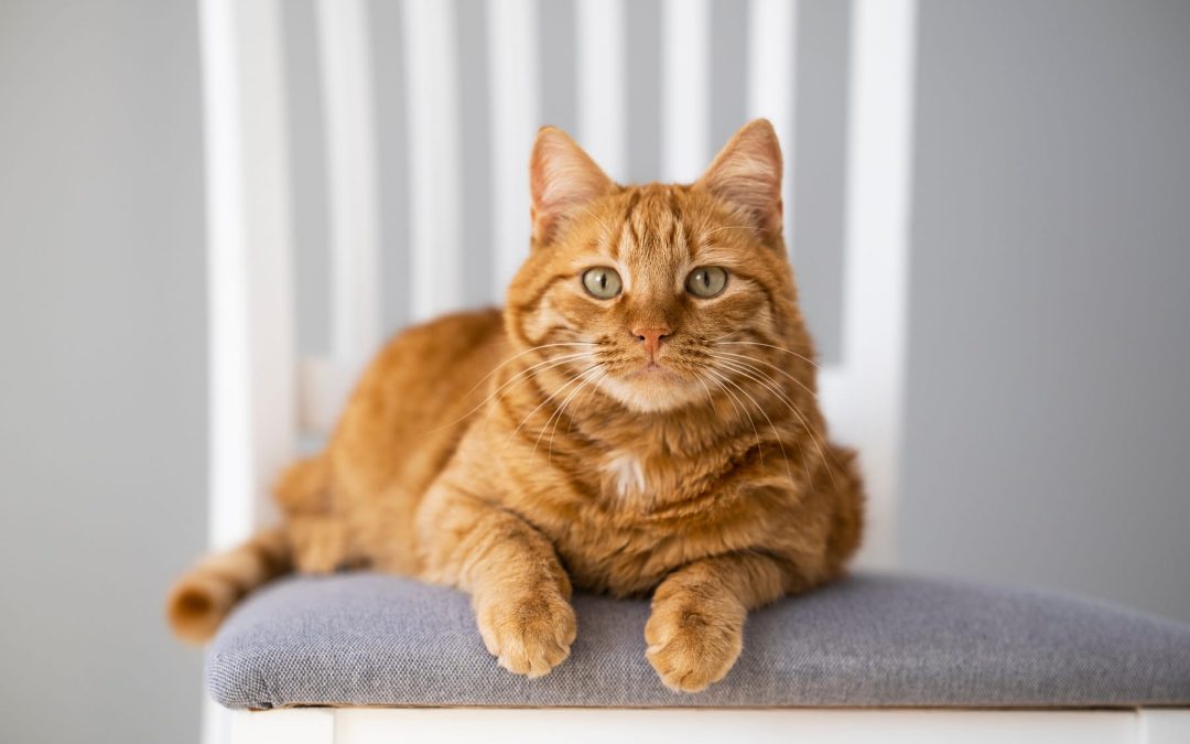 The Role of Dental Health in Pet Wellness in Blairsville, PA