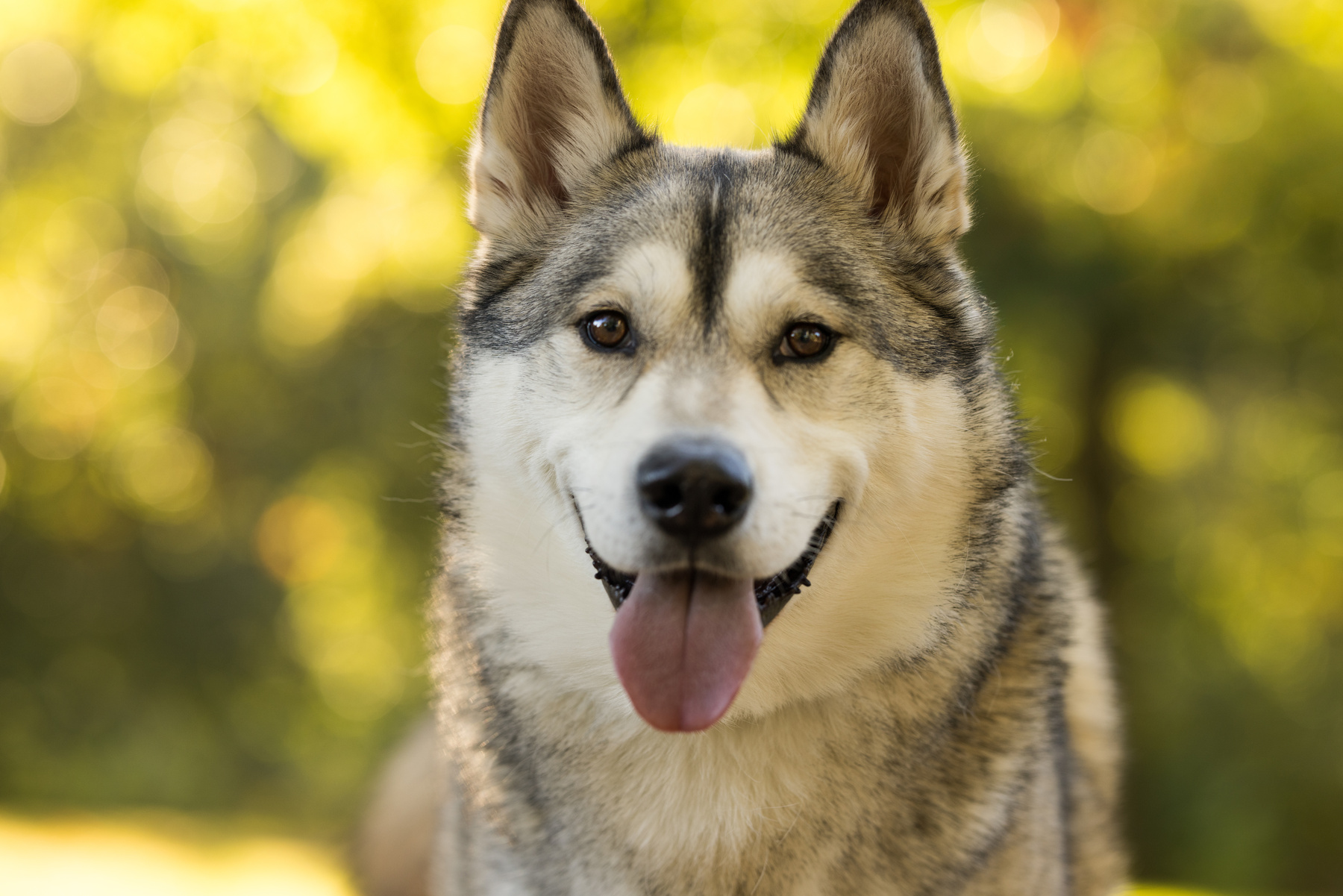 learn how a vet can support your dog's chronic condition with helpful information from East Market Veterinary Center in Blairsville PA