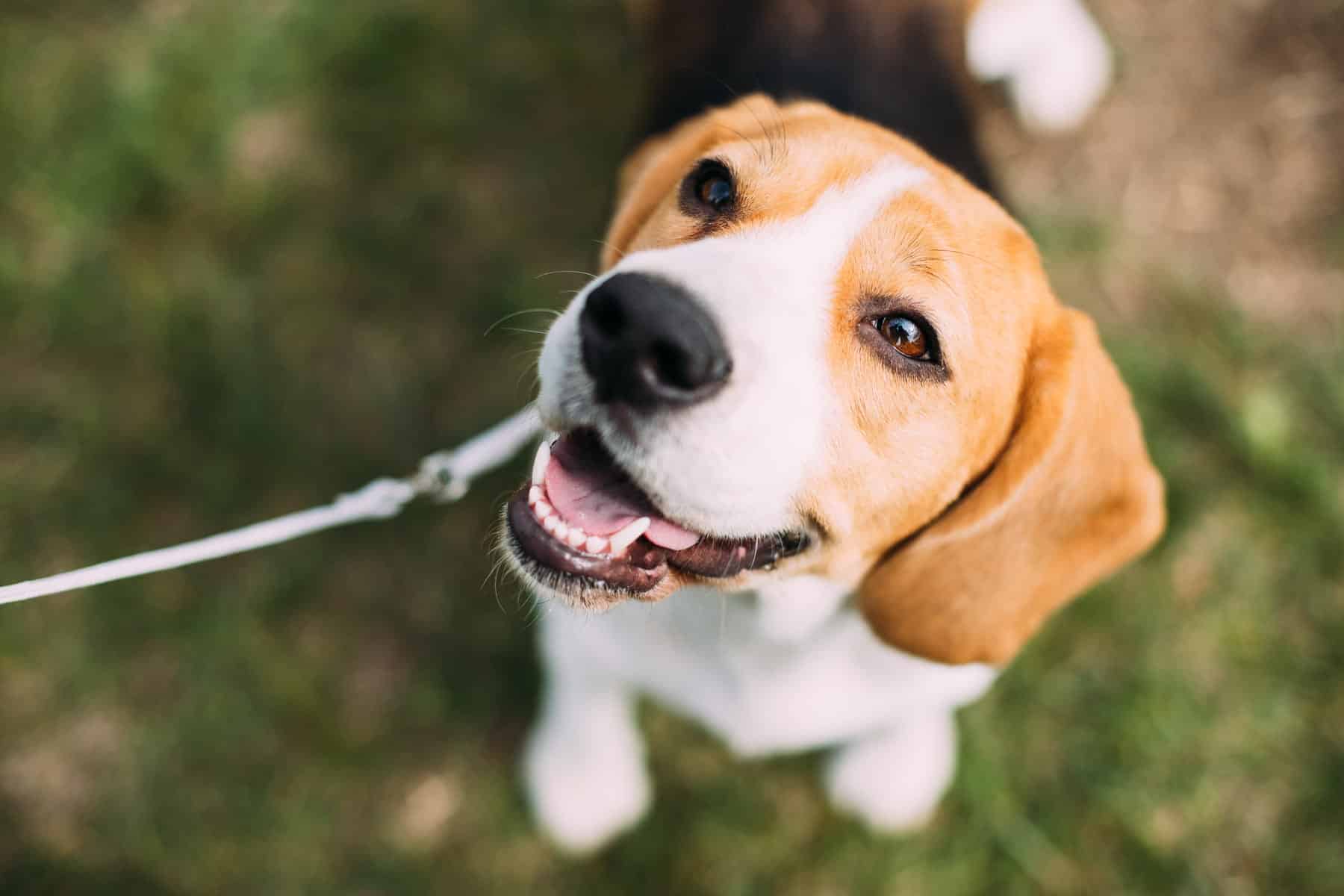 pet emergency warning signs information from East Market Veterinary Center in Blairsville PA